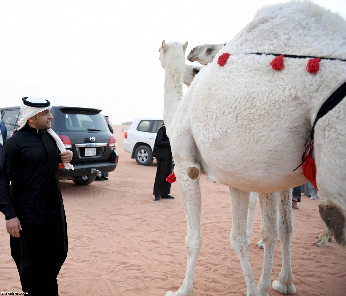 الشلهوب يرافق سالم في عالم الإبل