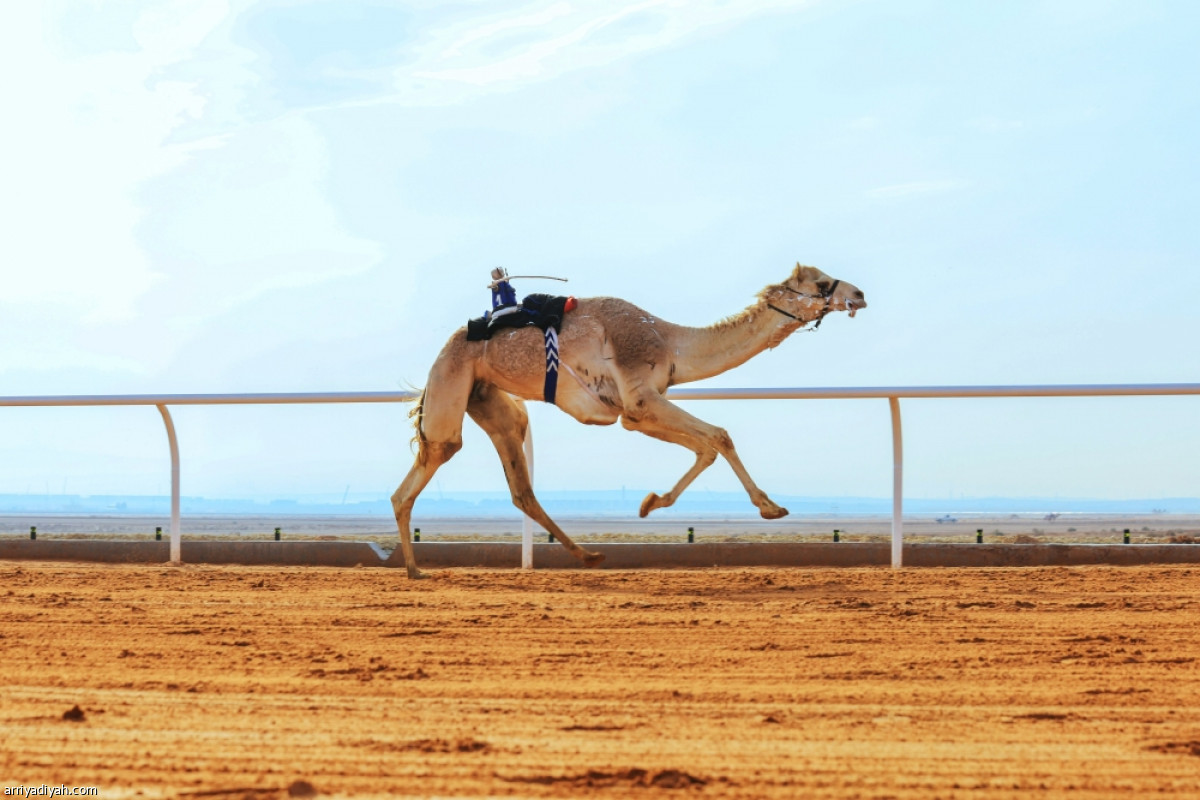 المطايا.. تلاحق الجوائز