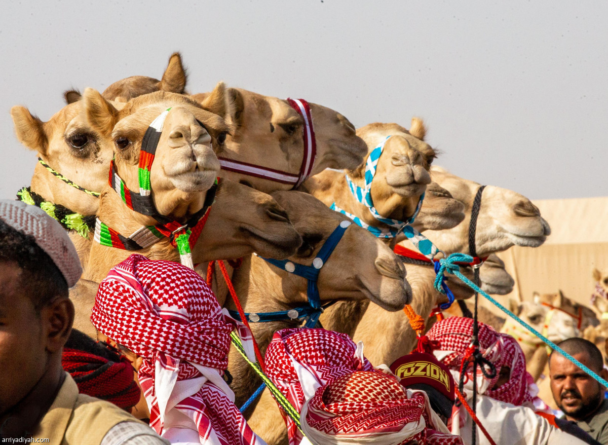 مهرجان ولي العهد.. منافسة محتدمة