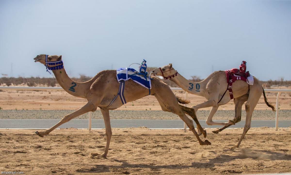 مهرجان ولي العهد.. منافسة محتدمة