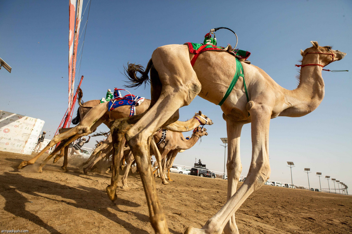 مهرجان ولي العهد للهجن.. ختام منافسات الجذاع