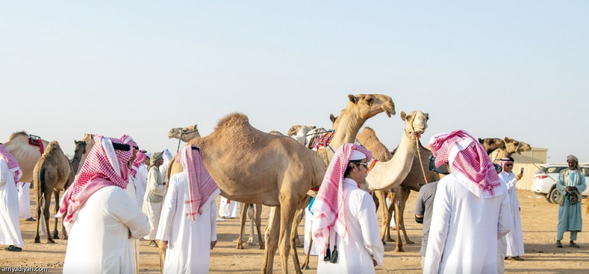 انطلاق جادة الإبل