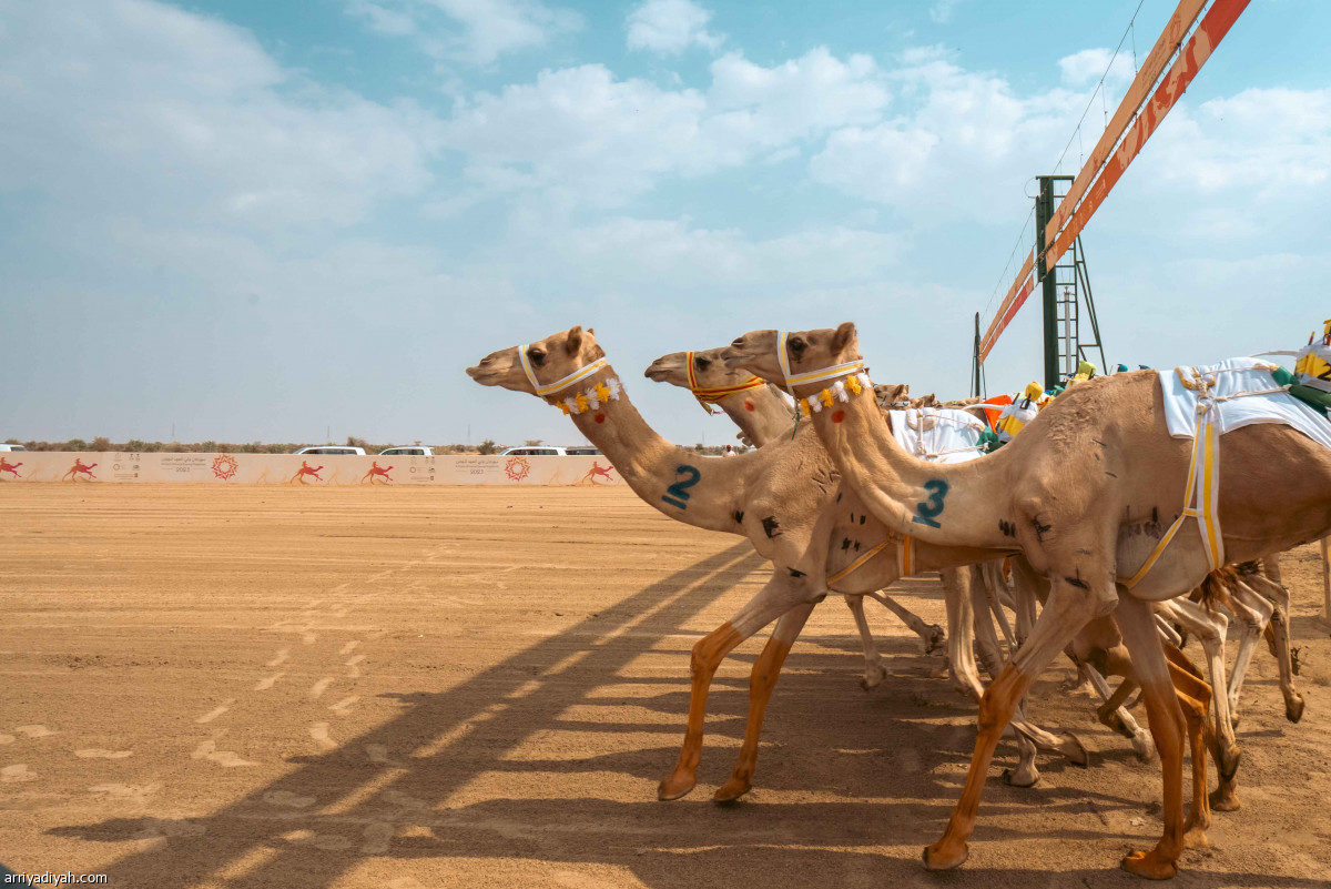 الهجن.. تتويج الأبطال