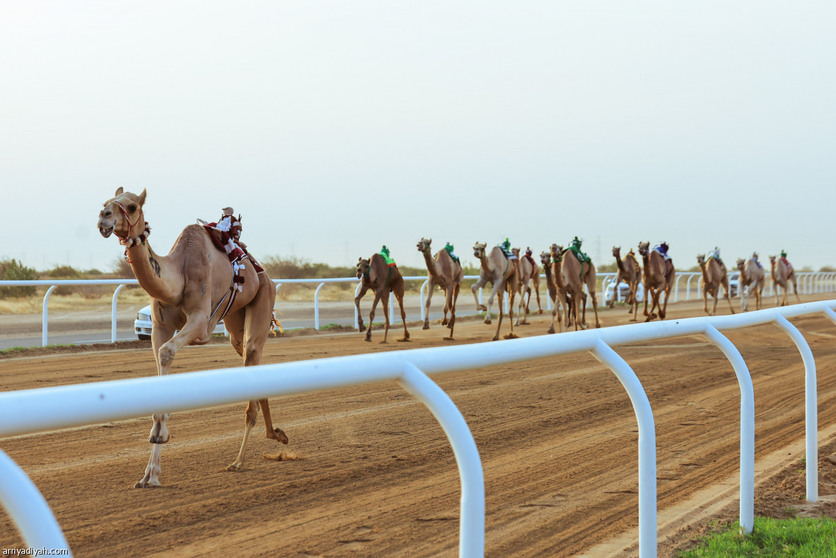 الثنايا.. 588 مطية