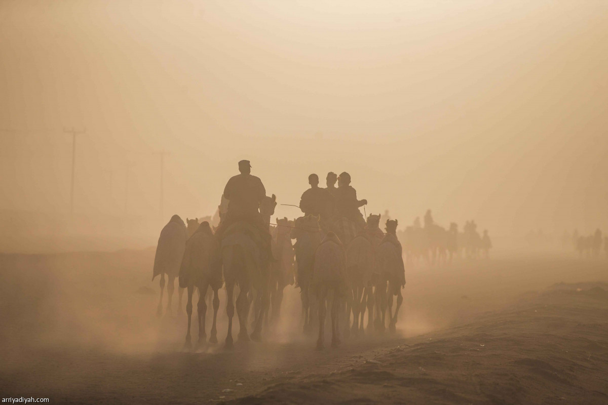 مهرجان ولي العهد للهجن.. ختام منافسات الجذاع