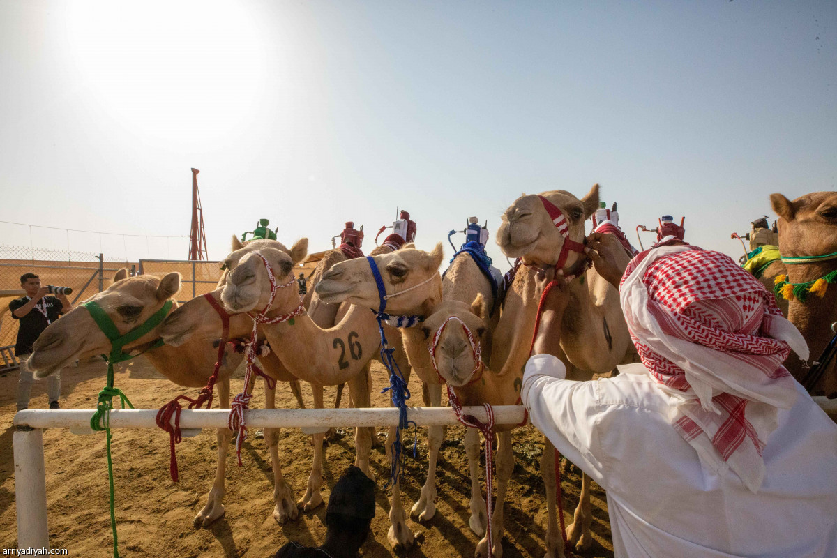 مهرجان ولي العهد للهجن.. ختام منافسات الجذاع