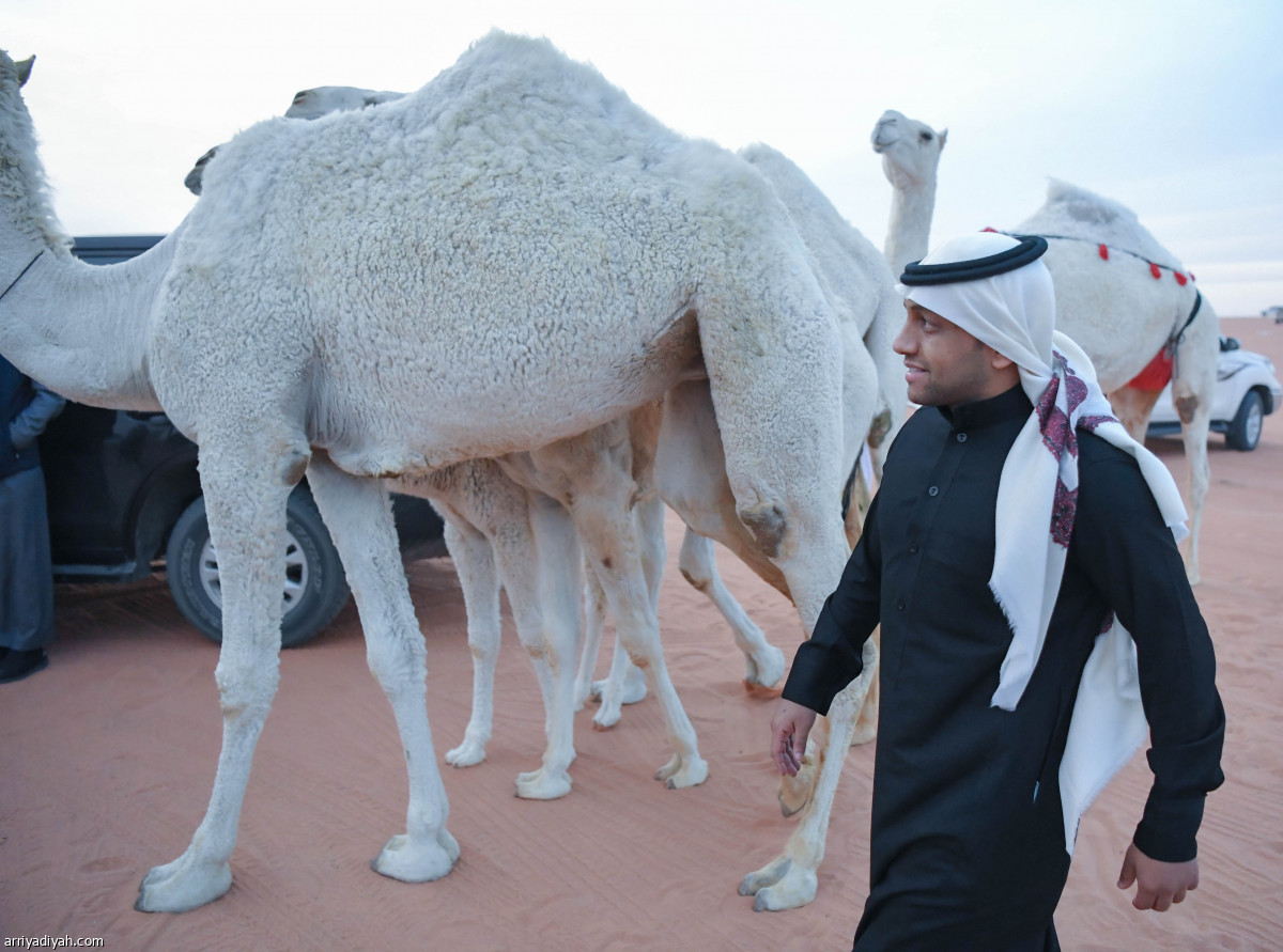 الشلهوب يرافق سالم في عالم الإبل