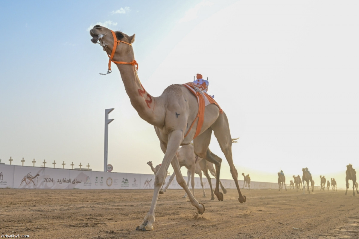 سباق المفاريد